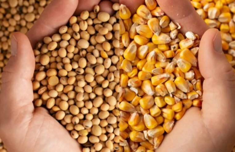 Cotações do Agro: Confira os preços atualizados do Sindicato Rural de Jataí em 27 de maio de 2025