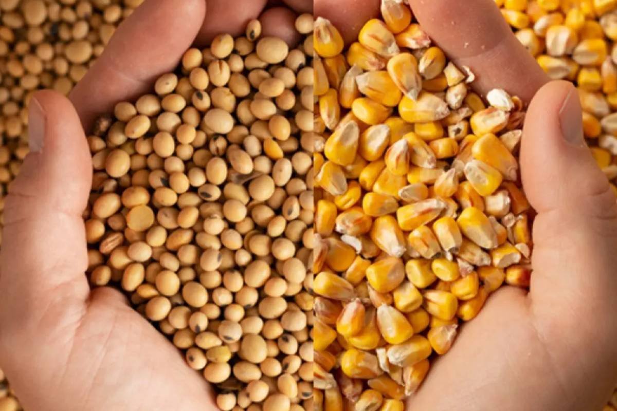 Cotações do Agro: Confira os preços atualizados do Sindicato Rural de Jataí em 27 de maio de 2025