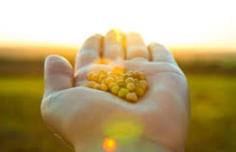 Cotações do Agro em Jataí – 28 de Maio de 2025