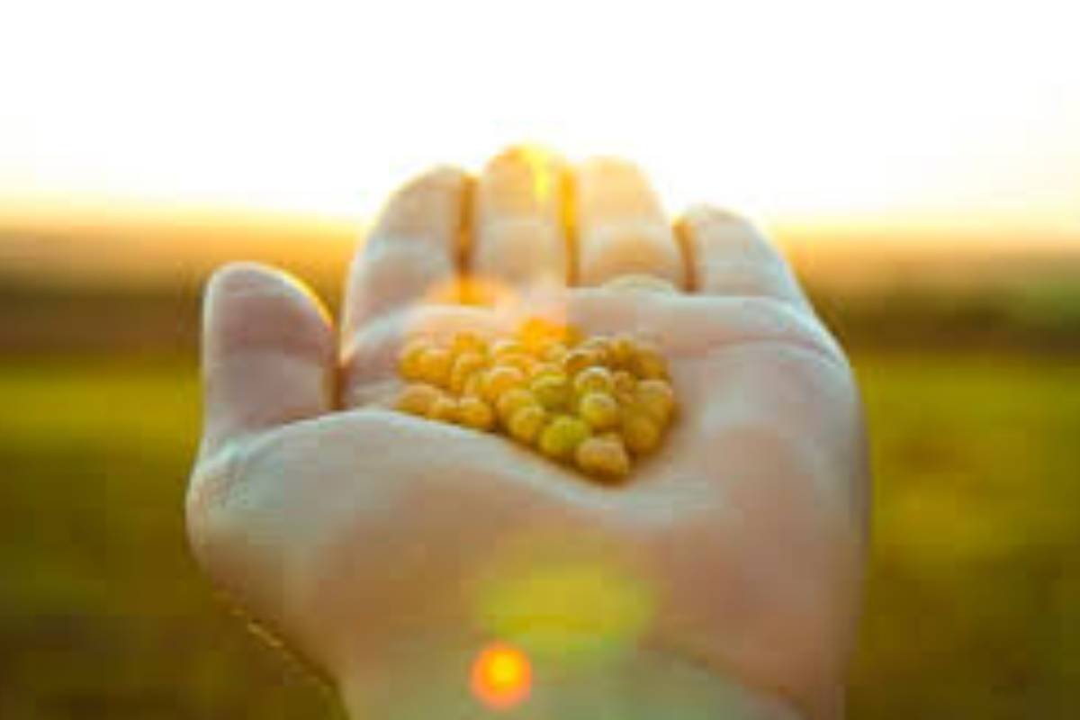 Cotações do Agro em Jataí – 28 de Maio de 2025