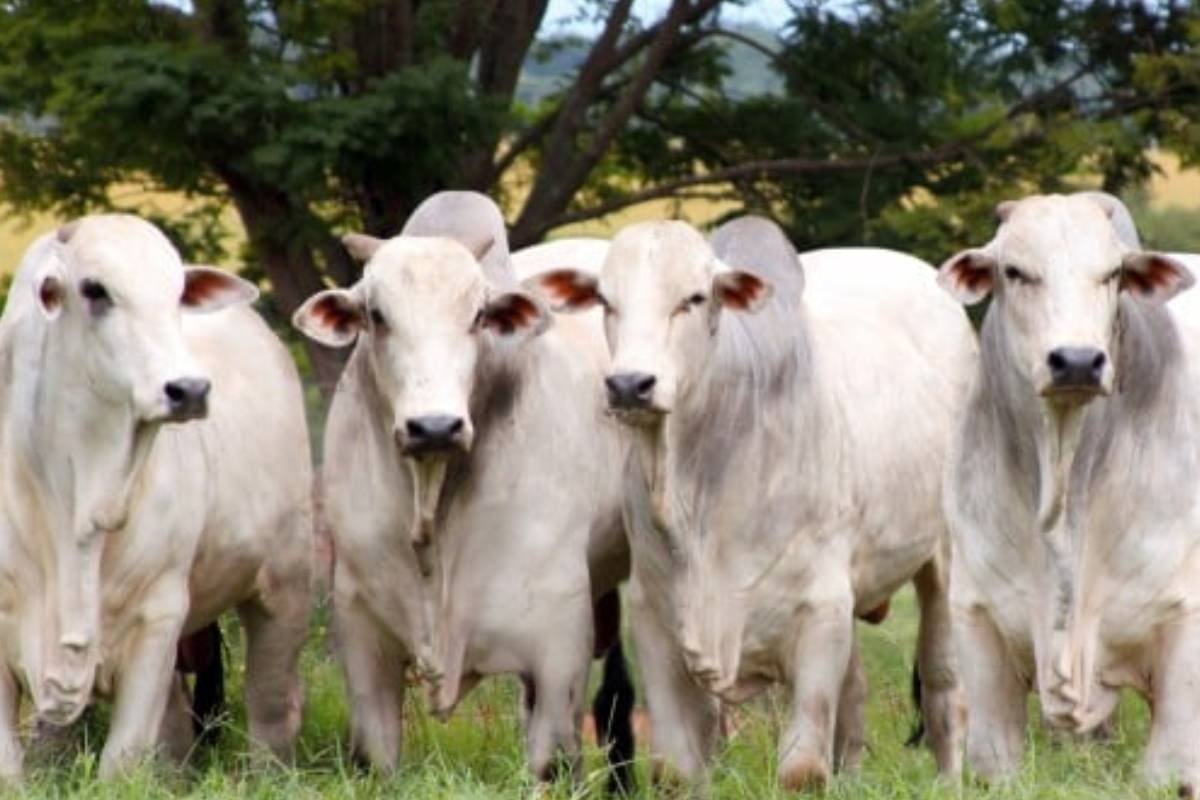Preços do boi gordo caem com escalas confortáveis e consumo lento