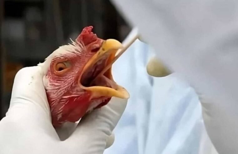 Quais são os sintomas da gripe aviária?