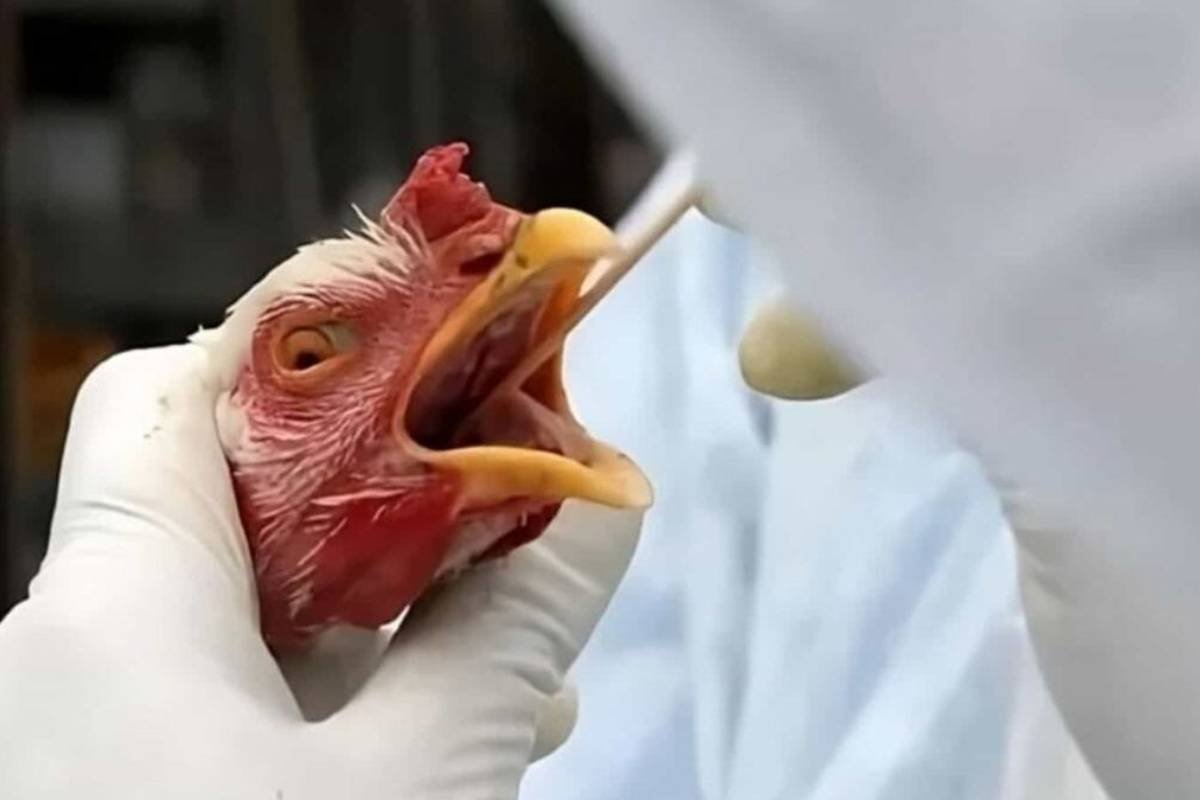 Quais são os sintomas da gripe aviária?