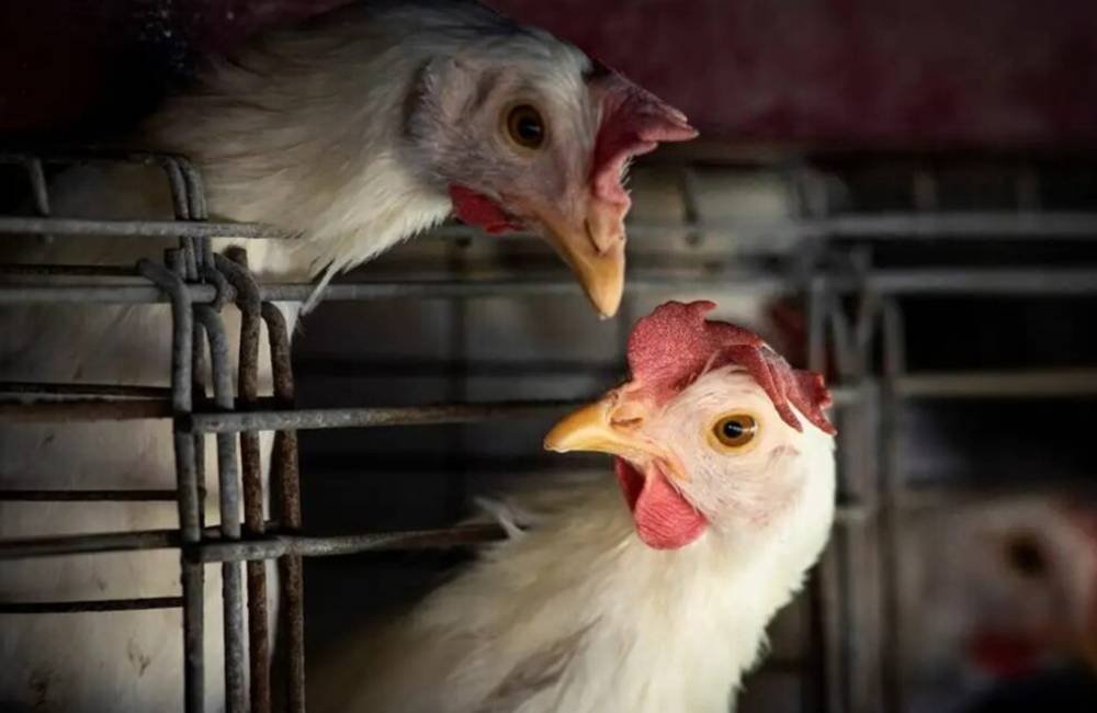 Preço da carne de frango pode cair após surto de gripe aviária, diz ministro