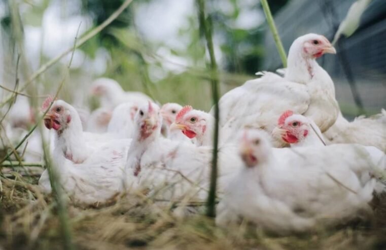 Gripe aviária acende alerta no mercado: soja pode ser afetada por queda na demanda por ração