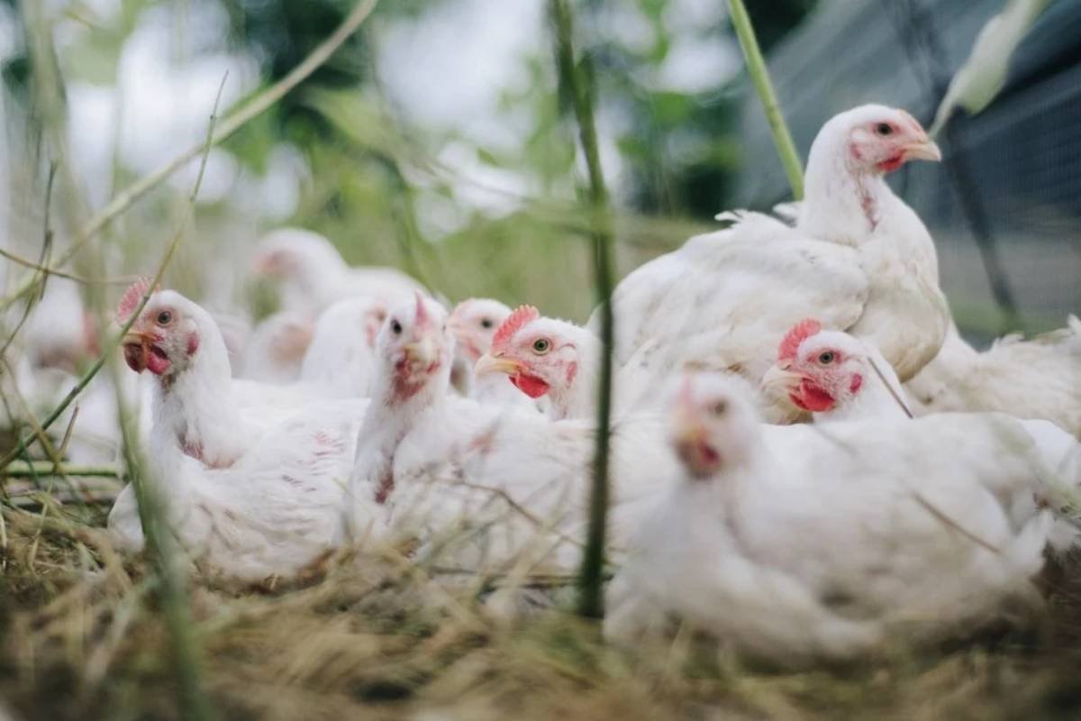 Gripe aviária acende alerta no mercado: soja pode ser afetada por queda na demanda por ração