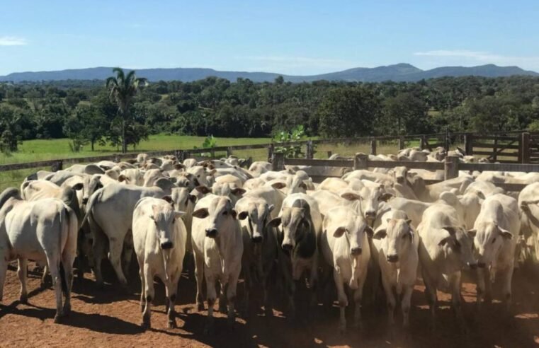 Agrodefesa prorroga até 25 de junho o prazo para vacinação obrigatória contra raiva dos herbívoros em Goiás