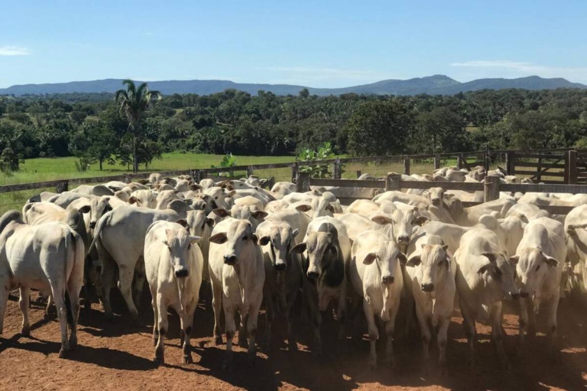 Agrodefesa prorroga até 25 de junho o prazo para vacinação obrigatória contra raiva dos herbívoros em Goiás