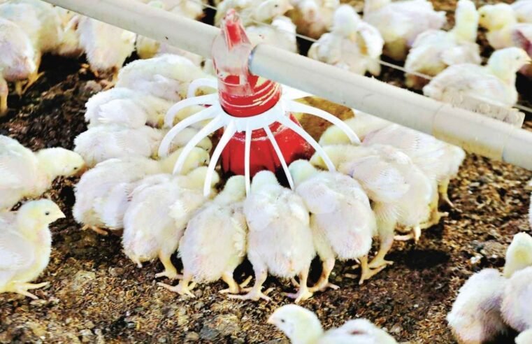 Dois novos casos suspeitos de gripe aviária são investigados em Goiás pela Agrodefesa