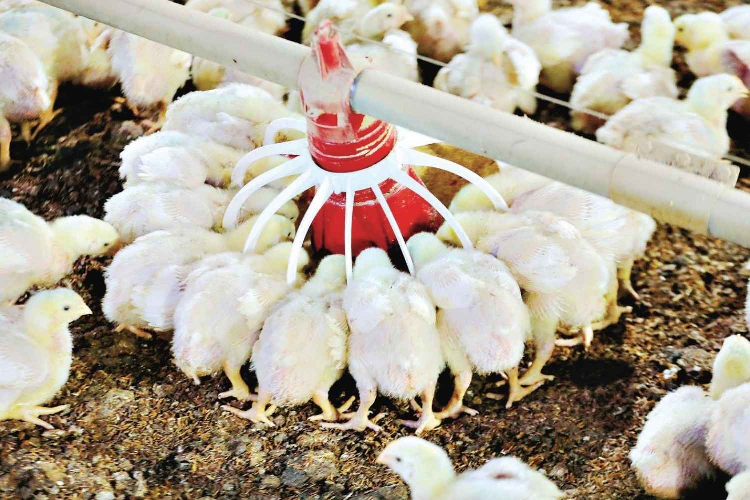 Dois novos casos suspeitos de gripe aviária são investigados em Goiás pela Agrodefesa