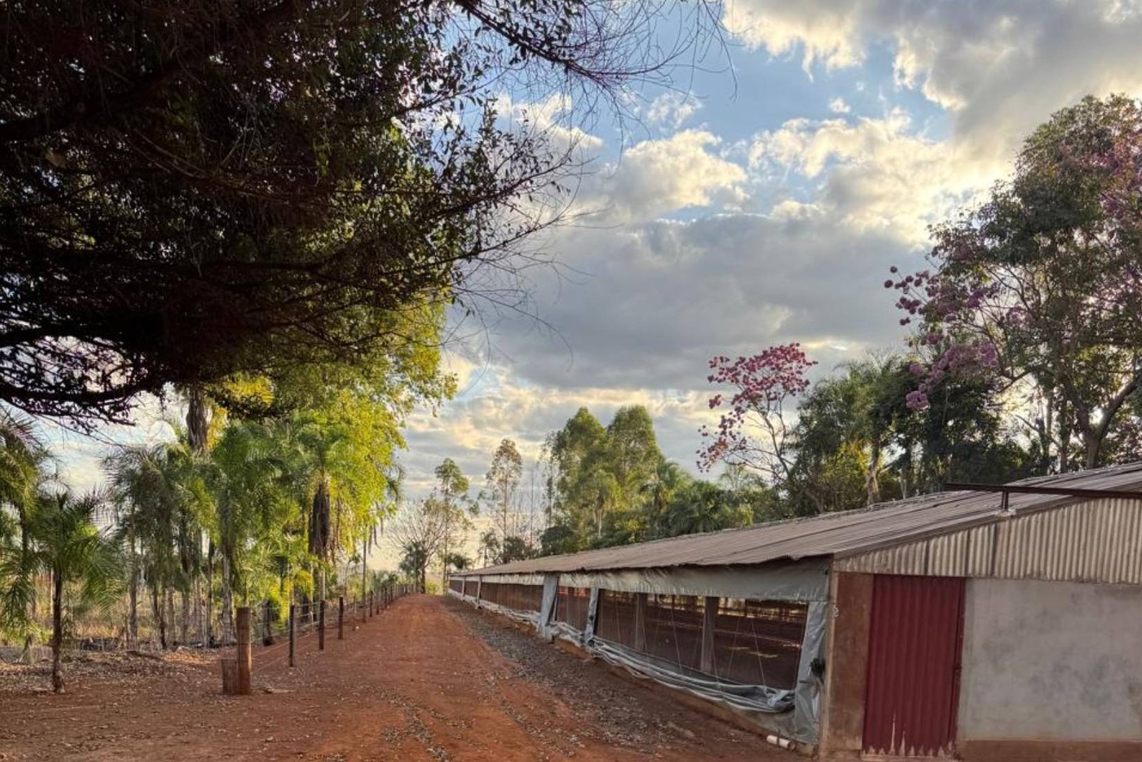 Falta de energia compromete produção rural em Jataí e escancara fragilidade da infraestrutura no campo