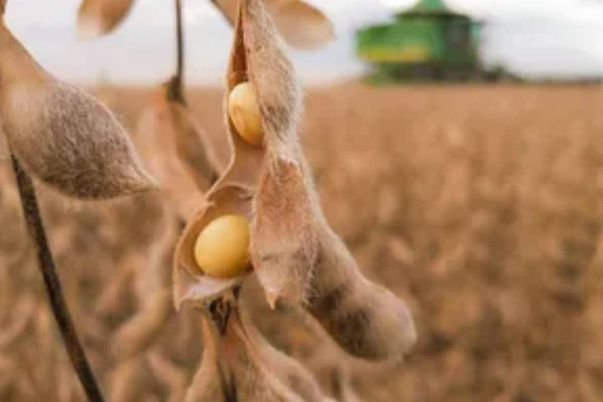 Cotações do Agro – Sindicato Rural de Jataí divulga preços do dia 09 de junho de 2025