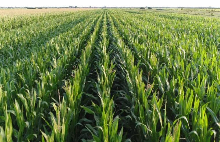 Cotações do Agro Sindicato Rural de Jataí para 10 de junho de 2025