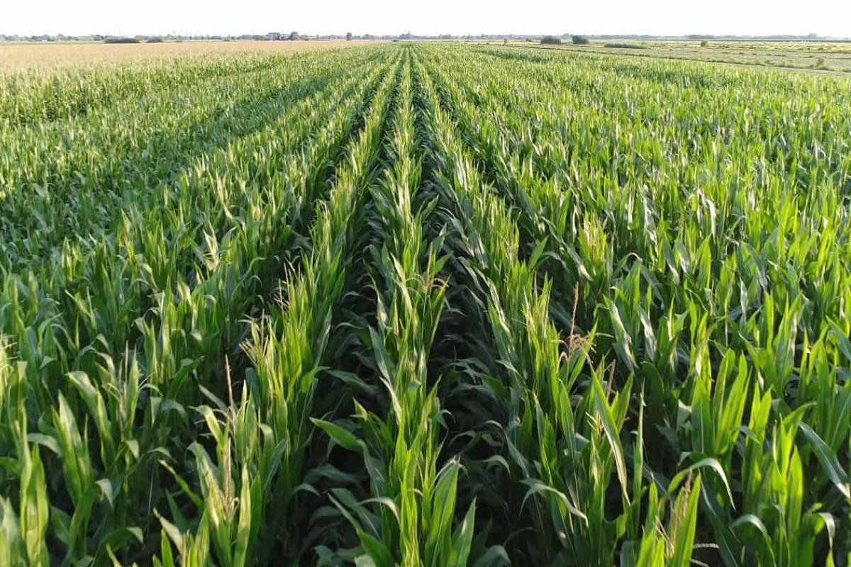 Cotações do Agro Sindicato Rural de Jataí para 10 de junho de 2025