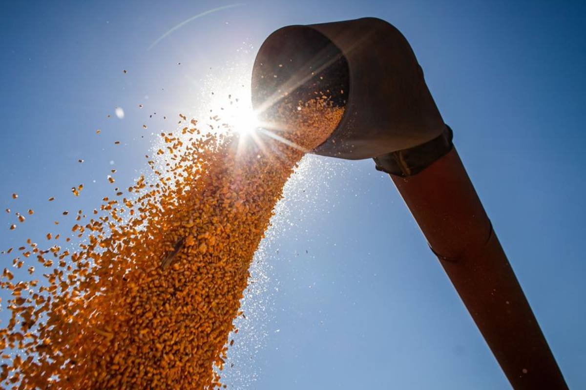 Brasil poderá atingir novo recorde na produção de grãos na safra 2024/2025