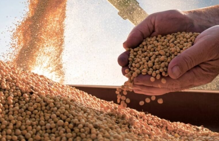 Cotações do Agro – Sindicato Rural de Jataí divulga preços da soja, milho, sorgo, cana e pecuária em 13 de junho