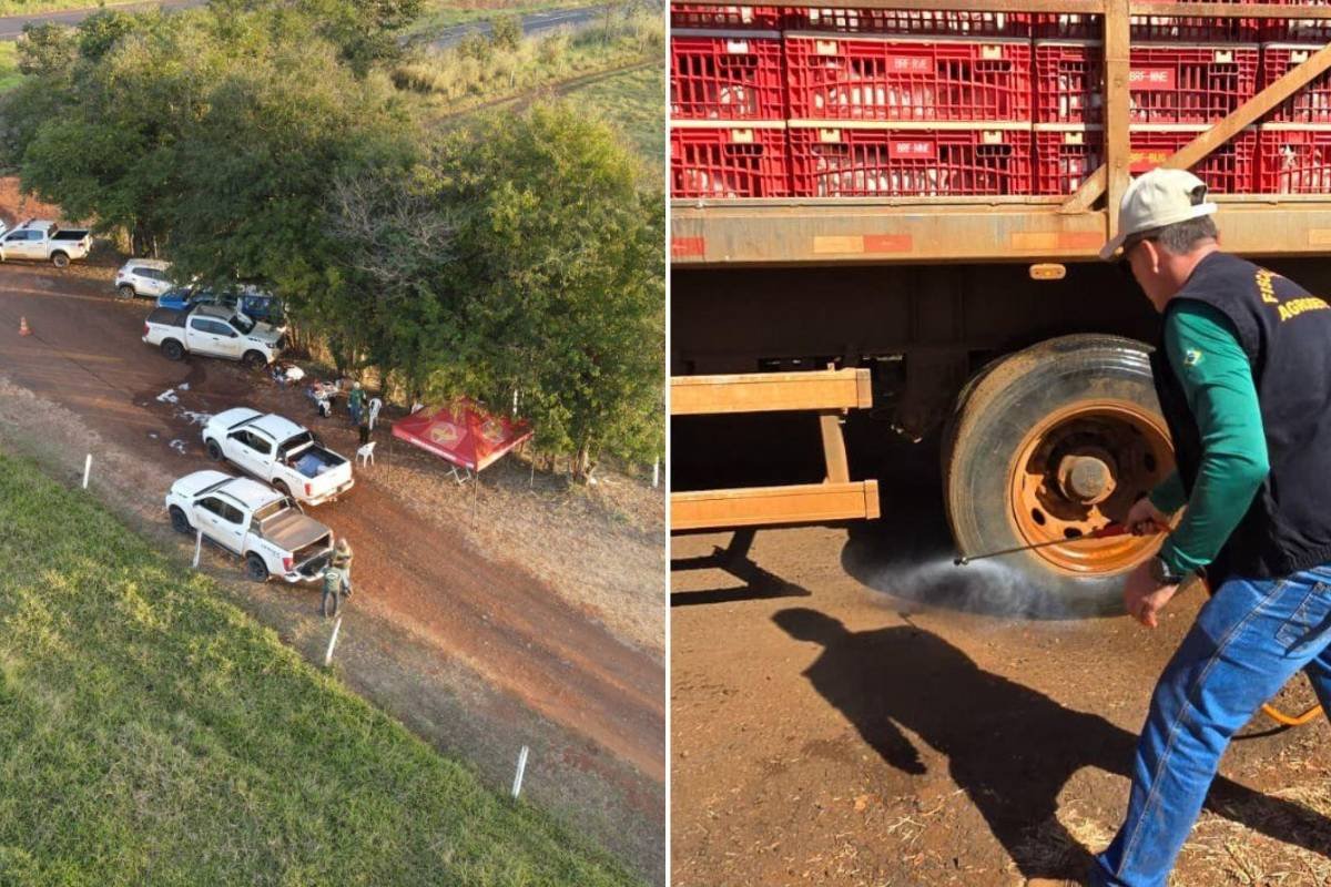 Fazenda com primeiro caso de gripe aviária em Goiás passa por desinfecção e monitoramento
