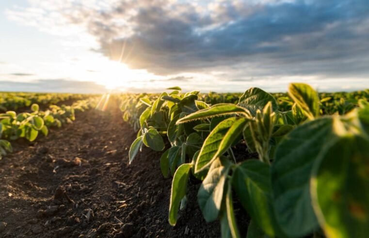 Cotações do Agro: Confira os preços da soja, milho, sorgo, boi e outros produtos em Jataí nesta terça-feira (17)