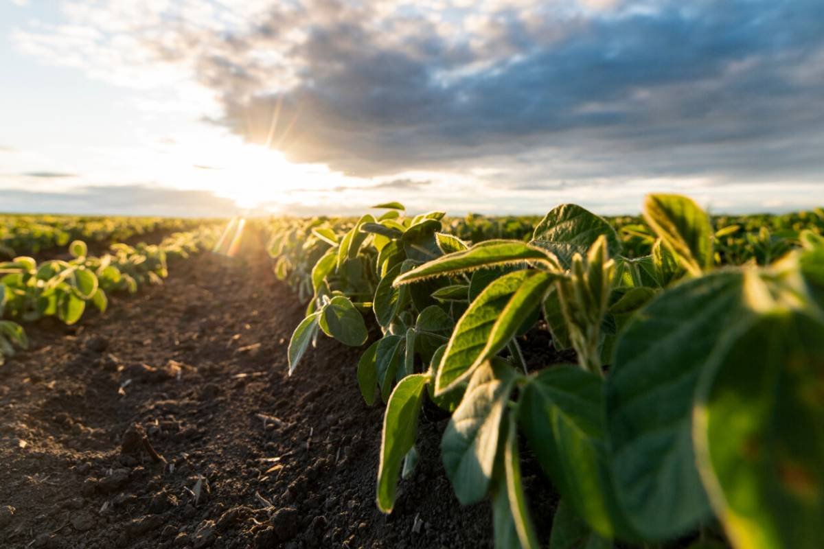 Cotações do Agro: Confira os preços da soja, milho, sorgo, boi e outros produtos em Jataí nesta terça-feira (17)