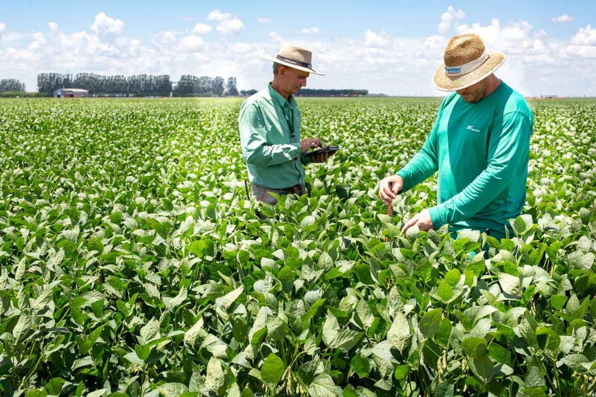 Cotações do Agro em Jataí: Confira os preços da soja, milho, sorgo, cana e suíno em 24 de junho