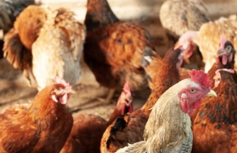 Gripe aviária: 17 países suspendem embargo às exportações de carne de frango do Brasil