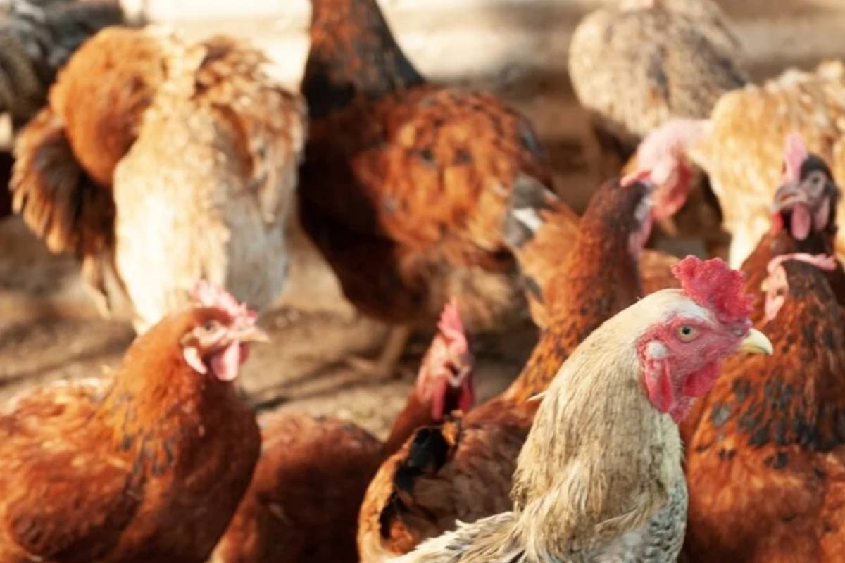 Gripe aviária: 17 países suspendem embargo às exportações de carne de frango do Brasil
