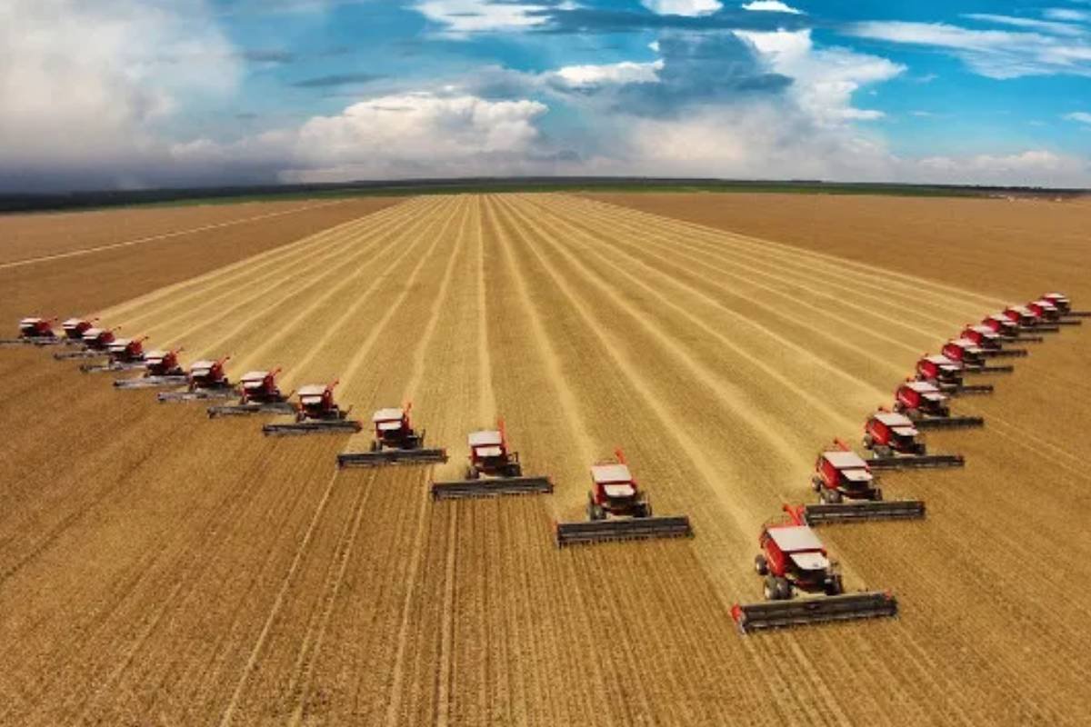 Cotações do Agro: confira os preços da soja, milho, cana, sorgo, pecuária e dólar em Jataí nesta terça (25)