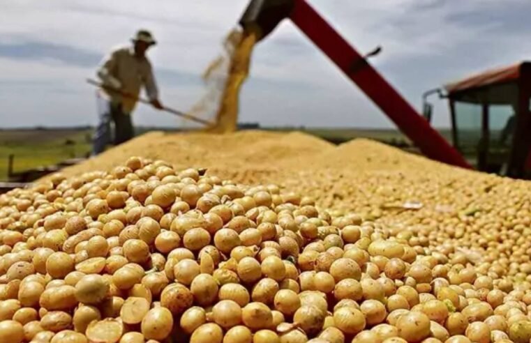Confira as cotações do agro em Jataí nesta sexta-feira (27/06): soja chega a R$117,00 e boi é cotado a R$295,00
