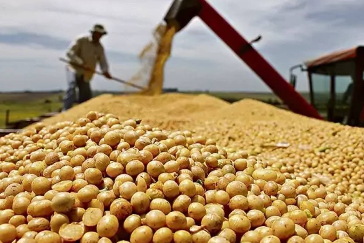 Confira as cotações do agro em Jataí nesta sexta-feira (27/06): soja chega a R$117,00 e boi é cotado a R$295,00
