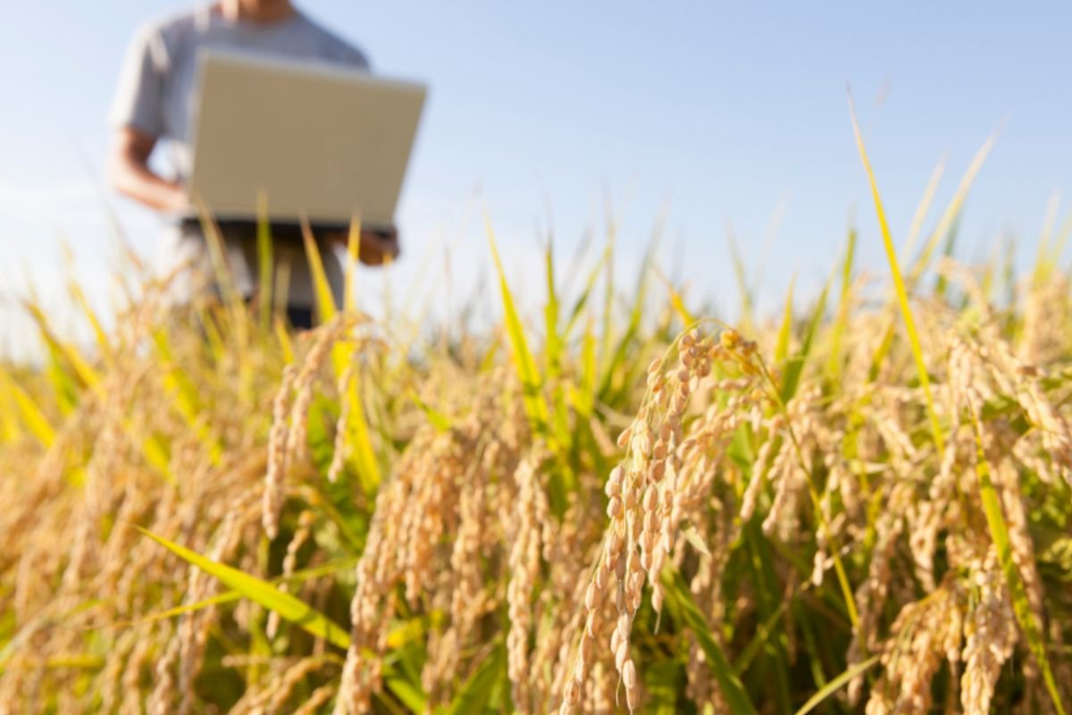 Confira as cotações do agro em Jataí nesta terça-feira (8)