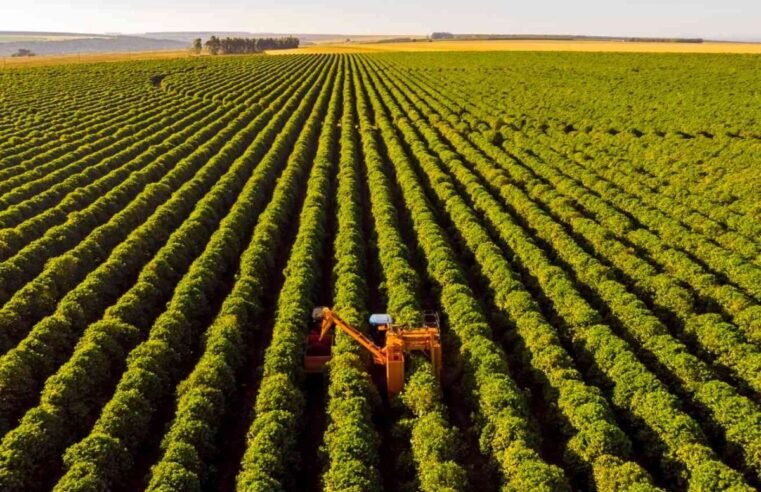 Cotações do Agro em Jataí: soja se mantém estável e milho chega a R$ 49 nesta quinta (10)