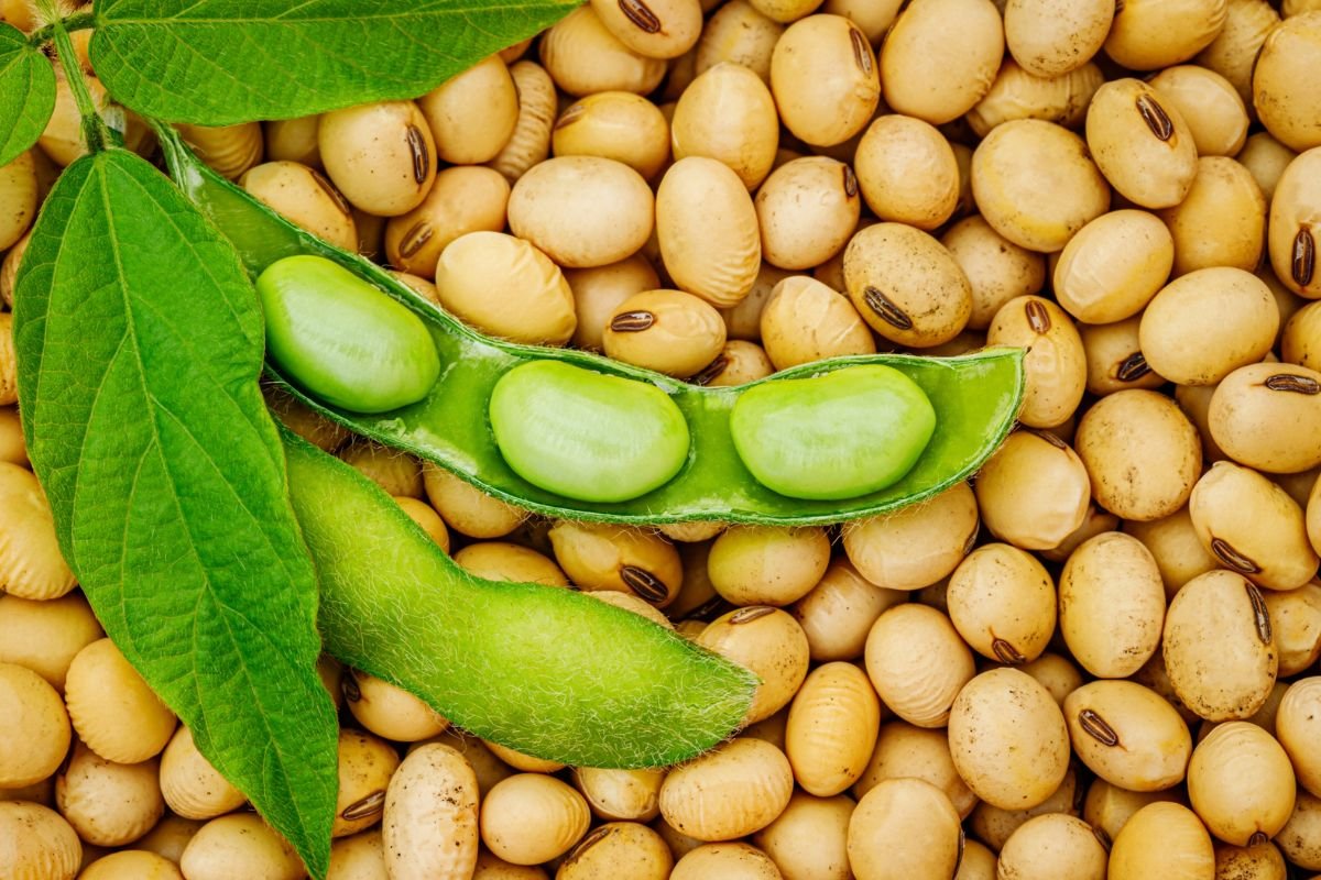 Cotações do Agro: confira os preços da soja, milho, sorgo, boi e outros produtos em Jataí nesta sexta (11)