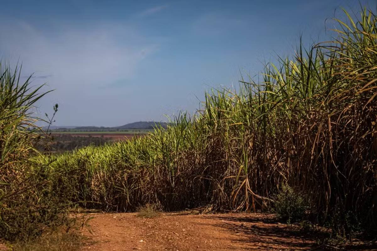 São Martinho compra canaviais da Raízen por mais de R$ 200 milhões