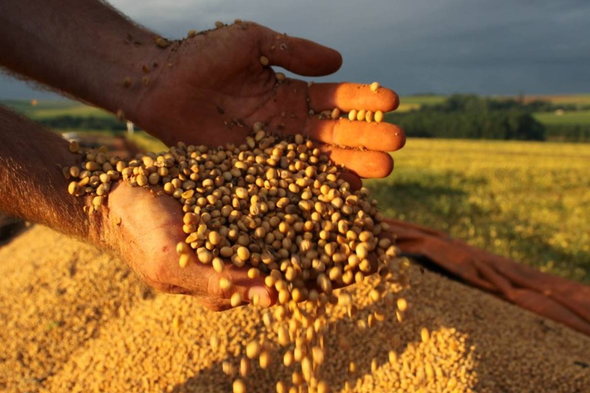 PIB da cadeia da soja e do biodiesel deve crescer 10,9% em 2025, aponta Abiove