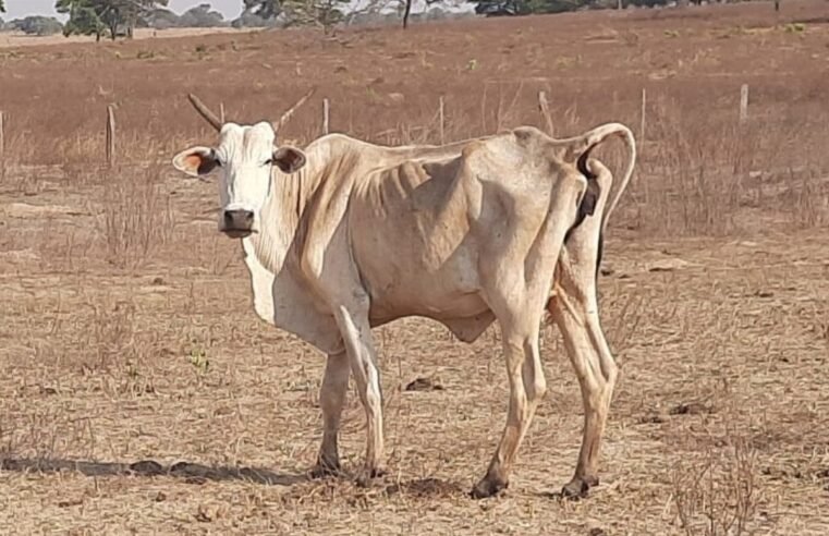 Cerca de 80 cabeças de gado morrem de fome em fazenda de Santa Helena de Goiás