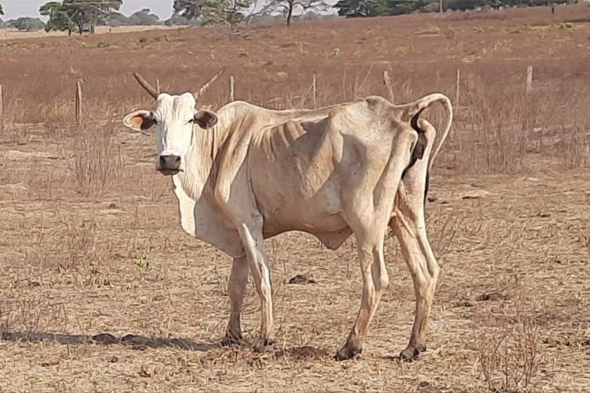 Cerca de 80 cabeças de gado morrem de fome em fazenda de Santa Helena de Goiás