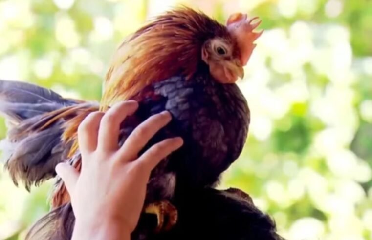 Serama: a menor galinha do mundo vira pet e fonte de renda no interior de São Paulo