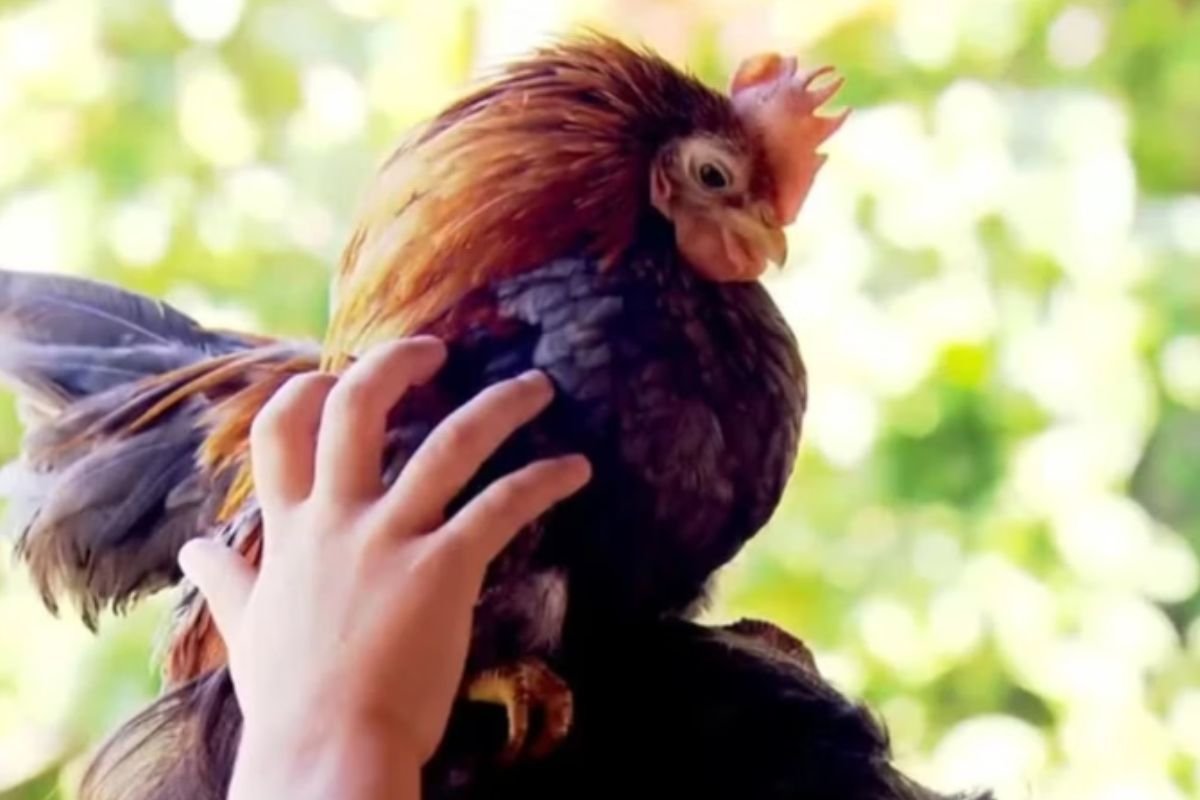 Serama: a menor galinha do mundo vira pet e fonte de renda no interior de São Paulo