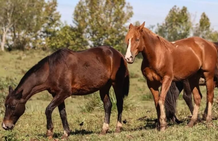 Fábrica de ração suspeita de causar morte de cavalos tem nova suspensão na produção, informa Mapa