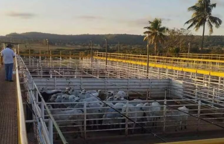 Ramax inicia operações em frigoríficos de GO e SP e amplia capacidade de produção