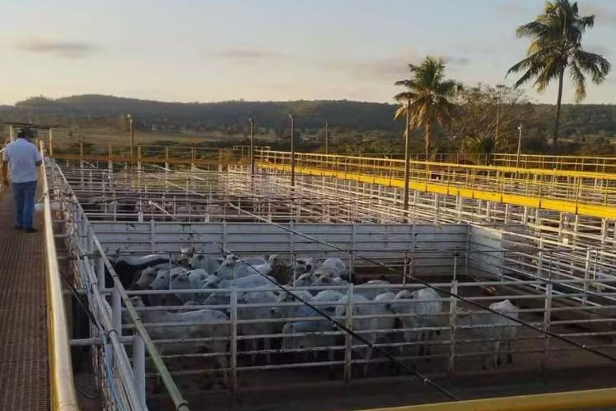 Ramax inicia operações em frigoríficos de GO e SP e amplia capacidade de produção