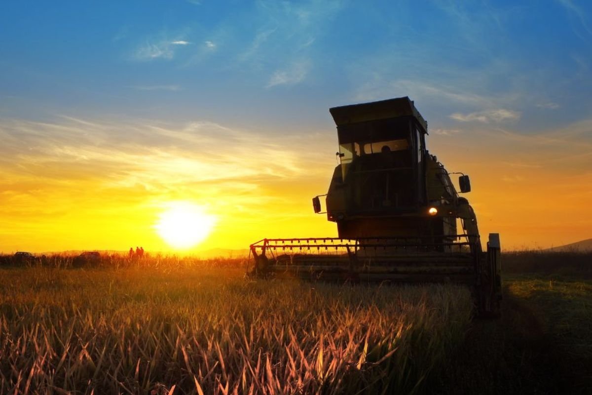 Cotações do Agro em Jataí: Soja Futuro chega a R$119,00 e boi gordo a R$285,00 nesta segunda-feira (28)