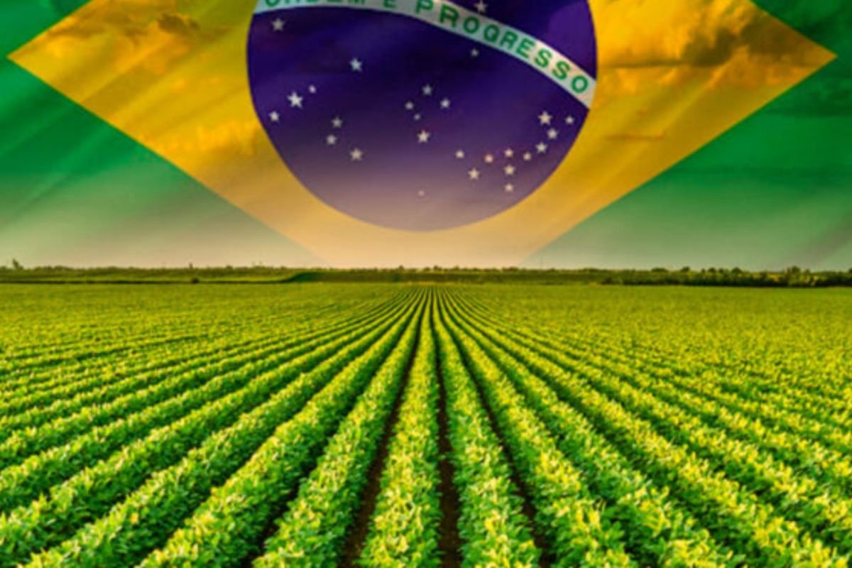Confira as cotações agropecuárias do Sindicato Rural de Jataí nesta quarta-feira (30/07)