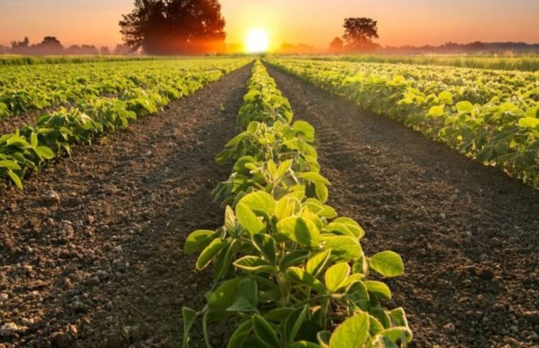 Cotações do Agro: Soja alcança até R$117,00 em Jataí nesta terça-feira (1º)