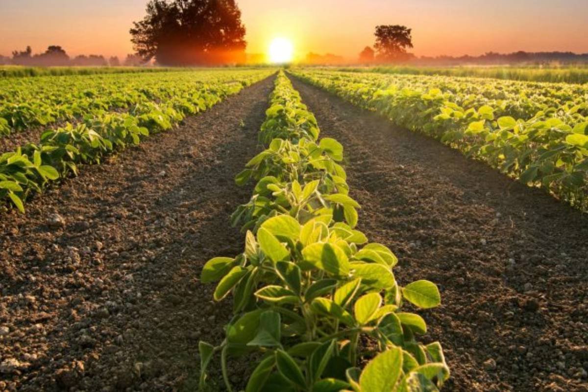 Cotações do Agro: Soja alcança até R$117,00 em Jataí nesta terça-feira (1º)