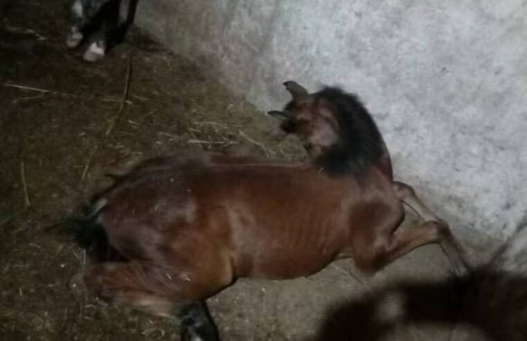 Rações suspeitas causam morte de ao menos 650 cavalos em sete estados, incluindo Goiás