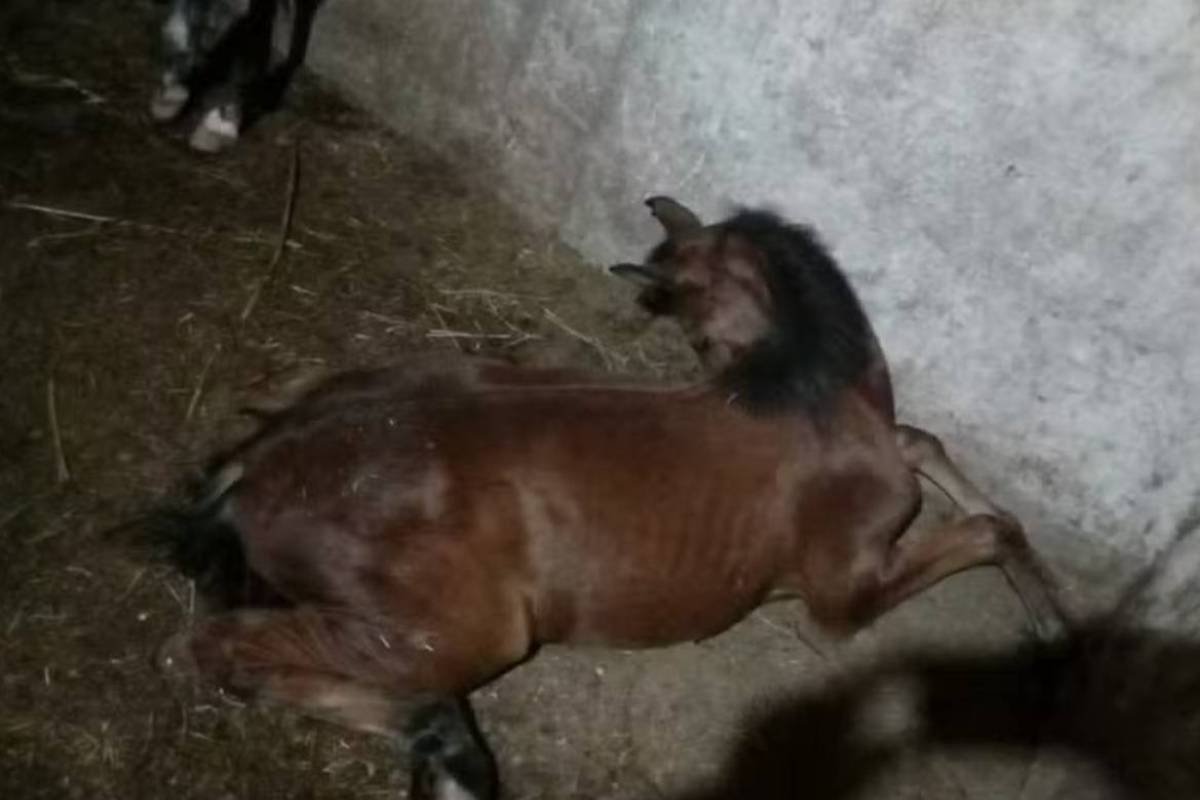Rações suspeitas causam morte de ao menos 650 cavalos em sete estados, incluindo Goiás