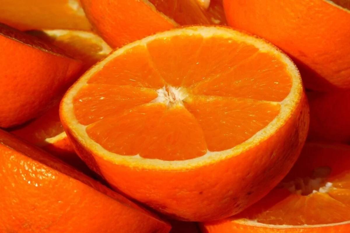 Produtores brasileiros cogitam deixar laranja apodrecer no pé diante de tarifaço dos EUA