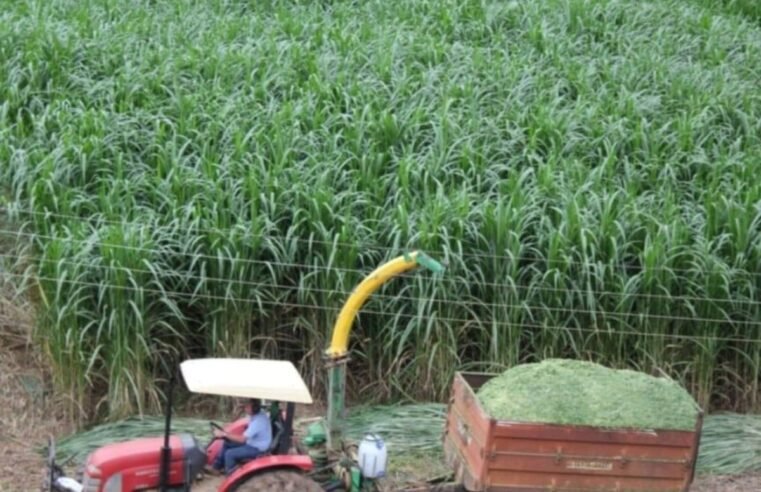 Tecnologia contra a seca: Embrapa aposta em supercapins que alimentam o gado e cortam custos na fazenda