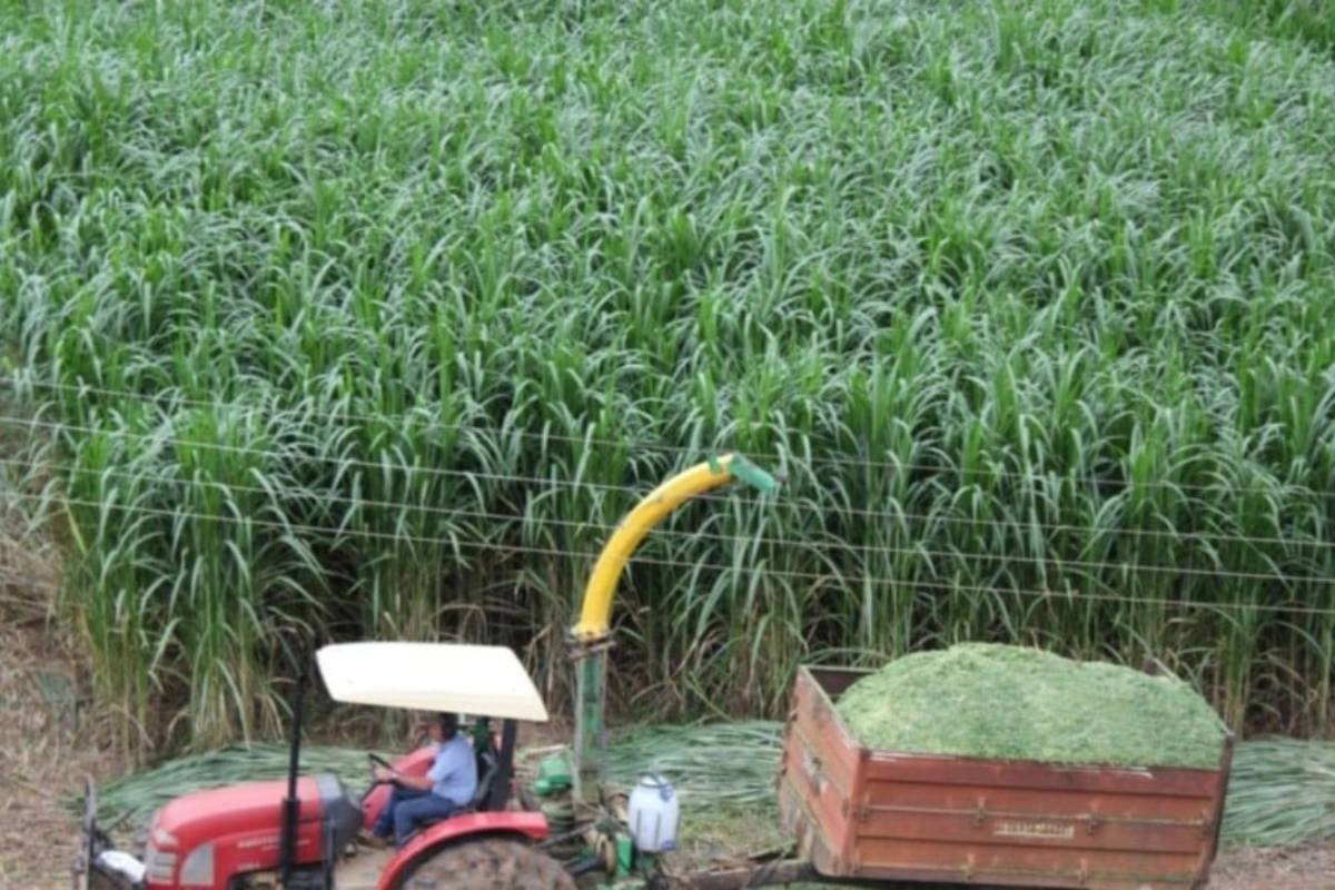 Tecnologia contra a seca: Embrapa aposta em supercapins que alimentam o gado e cortam custos na fazenda